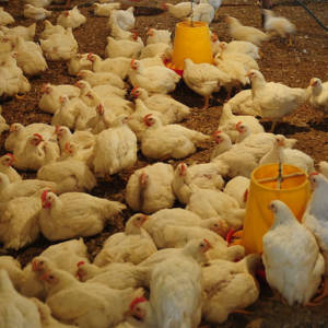 Poultry farms in Egypt are largely unregulated.